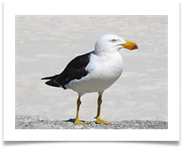 3 Gull - James Leslie